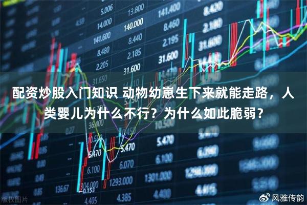 配资炒股入门知识 动物幼崽生下来就能走路，人类婴儿为什么不行？为什么如此脆弱？
